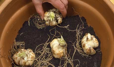 Nên chú ý bước chọn đất và trộn giá thể trong quy trình kỹ thuật trồng hoa. Kỹ thuật trồng hoa ly trong vườn nhà