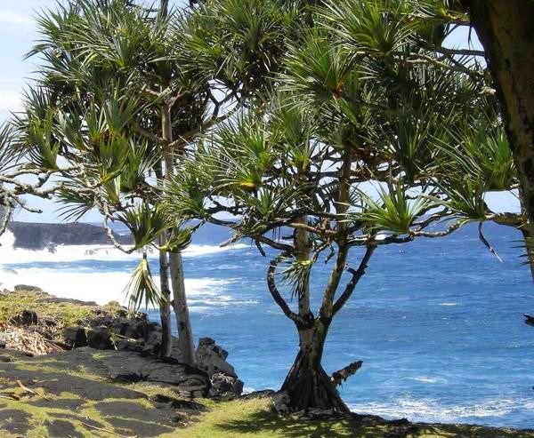 Kỳ lạ lo&agrave;i c&acirc;y chỉ mọc tr&ecirc;n đất c&oacute; kim cương