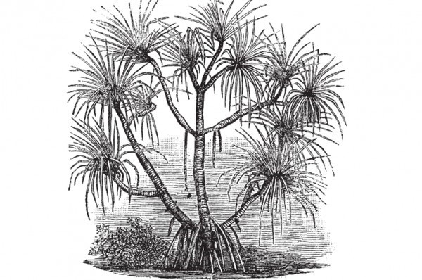 Kỳ lạ lo&agrave;i c&acirc;y chỉ mọc tr&ecirc;n đất c&oacute; kim cương