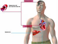 Mỡ trong máu có 2 dạng chính là cholesterol và triglycerid.