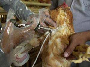 Tiêm vắc-xin H5N1 cho gia cầm