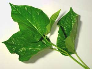 Lá lốt