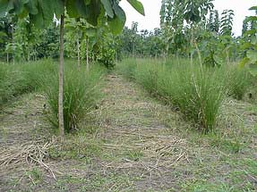 Cỏ Vetiver làm hàng rào được coi là một biện pháp chống xói mòn rất hữu hiệu