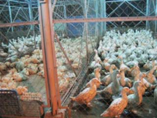Gà và vịt nhốt cạnh nhau tại một lò giết mổ... Nguy cơ gây dịch cúm!