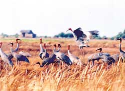 Sếu đầu đỏ quý hiếm ở Kiên Lương, Kiên Giang đang bị tấn công không còn đất sống.