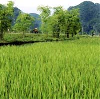 Hiện có trên 50.000 ha lúa bị nhiễm bệnh rầy nâu và lùn xoắn lá