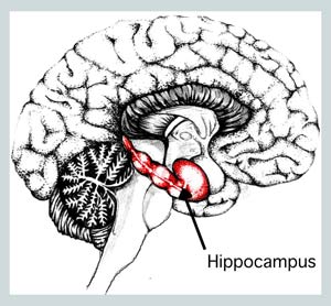 Hippocampus
