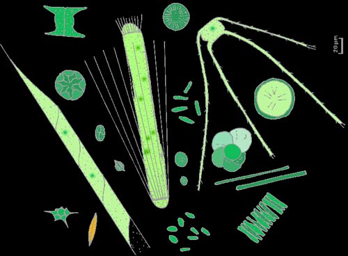 Một số dạng Phytoplankton
