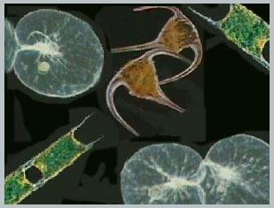 Phytoplankton