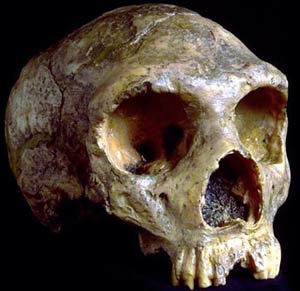 Sọ người Neanderthal được tìm thấy ở Gibraltar
