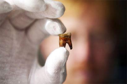 Một chiếc răng hoá thạch của người Neanderthal tìm thấy sâu trong lòng hang động Petera Muierii (Rumani)