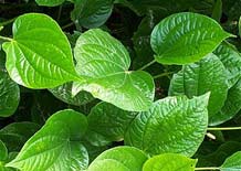 Lá trầu