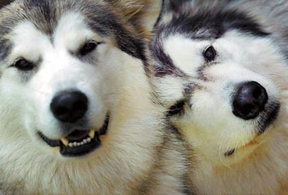 Giống chó ở phía Bắc bang Alaska, Mỹ thể hiện tình cảm khi yêu