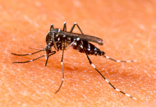 Sức khỏe đời sống-Malaysia dùng muỗi biến đổi gen trị sốt xuất huyết
