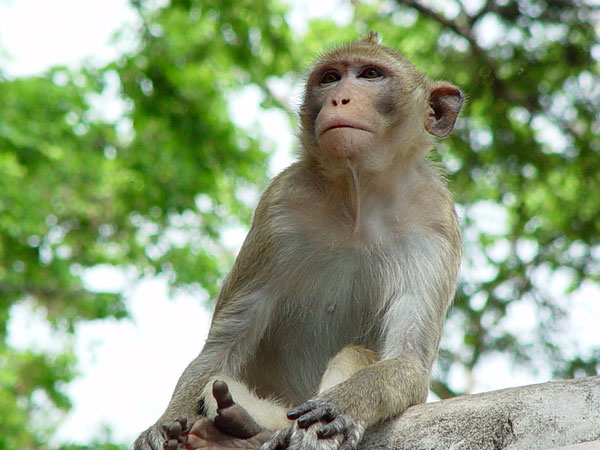 Hoócmôn oxytocin giúp loài khỉ tăng sự yêu thương