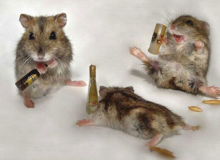 Chất DHM khiến những con chuột uống rượu mà không bị say cũng không bị nghiện. 