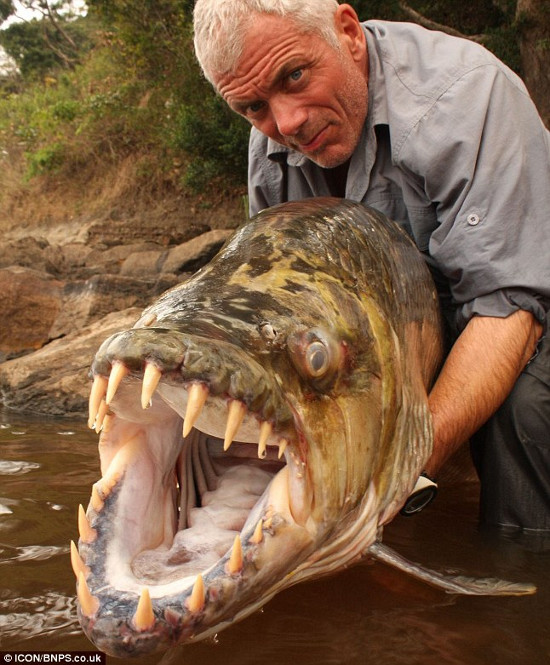 Cá hổ Congo