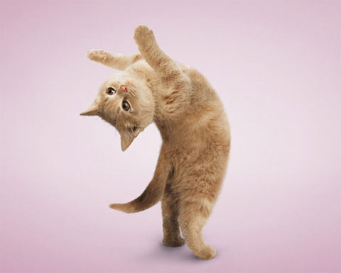 Ảnh đẹp: Mèo tập yoga - KhoaHoc.tv