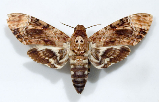 Bướm đầu lâu là loài bướm duy nhất có cơ quan phát âm.  