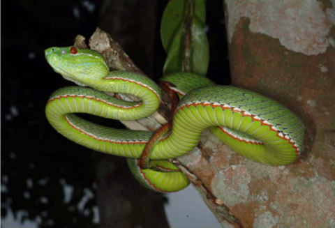 Rắn lục von-gen (Viridovipera vogeli)