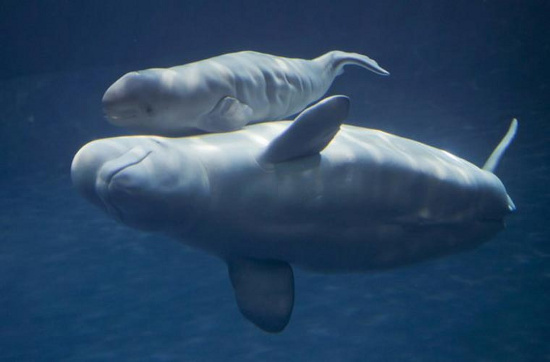Cá voi trắng ở Viện đại dương Shedd, Chicago, Mỹ đang bơi cùng đứa con mới sinh của mình. Chú cá voi mới sinh dài 0,6m, nặng 63kg.