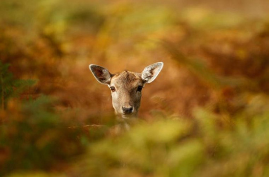 Một chú hươu con đang giấu mình trong bãi dương xỉ diều hâu tại công viên quốc gia Dunham Massey, Knutsford, Anh.