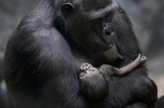 Một con khỉ đột đang ôm con của mình tại Vườn thú Moscow, Nga. Chú khỉ đột con vừa mới được sinh vào ngày 6/2/2013.