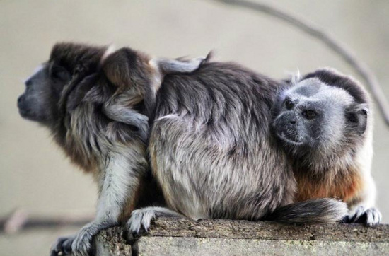 Một chú khỉ Gray Titi mới sinh được 30 ngày, đang trèo lên lưng mẹ trong vườn thú Santa Fe tại Medellin, Columbia.