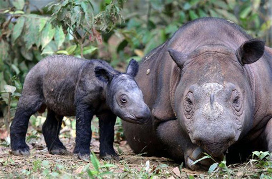 Chú tê giác con bên cạnh mẹ tại Vườn quốc gia Way Kambas, Lampung, Indonesia. Đây là loài đang đứng trước nguy cơ tuyệt chủng.