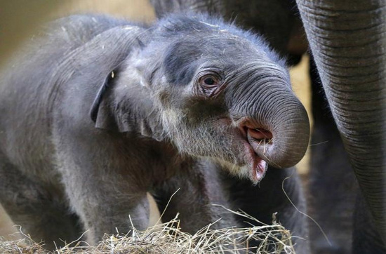 Chú voi con 1 tuần tuổi đang đứng nép sát vào voi mẹ tại vườn thú Budapest. Chú voi vẫn chưa được đặt tên.