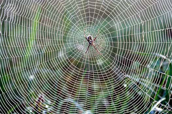 Băng dính giống tơ nhện