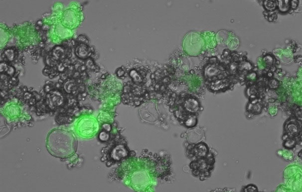 Các hạt nano có thể sản xuất thuốc chống ung thư khi được chiếu tia cực tím