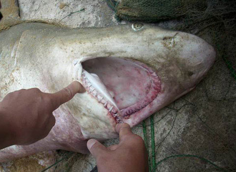 Một con cá mập sa lưới ngư dân năm 2010. Chu vi hàm cá mập này tương đương với vết cắn để lại trên người các nạn nhân. 