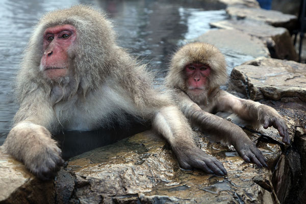 Khỉ Macaque