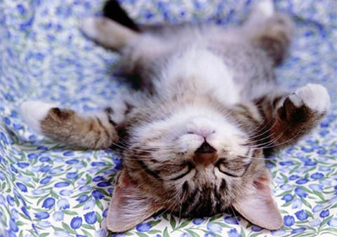 Mèo con ngủ nhiều để giải phóng hoóc mông tăng trưởng