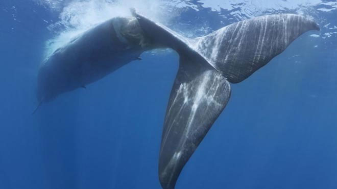 Phần đuôi của cá voi xanh dường như bị đứt lìa 