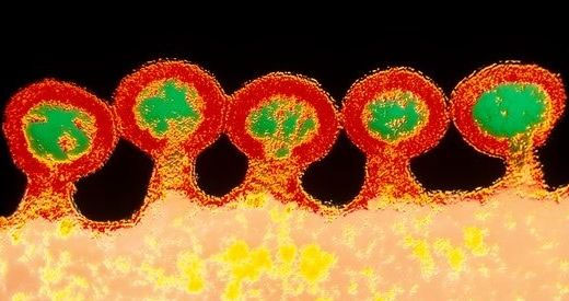 Lần đầu giải mã được cấu trúc bên trong virus HIV