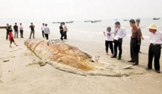 Nhiều người dân đến xem xác con vật khổng lồ ở bờ biển Trung Quốc