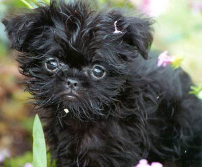 Chó khỉ Affenpinscher