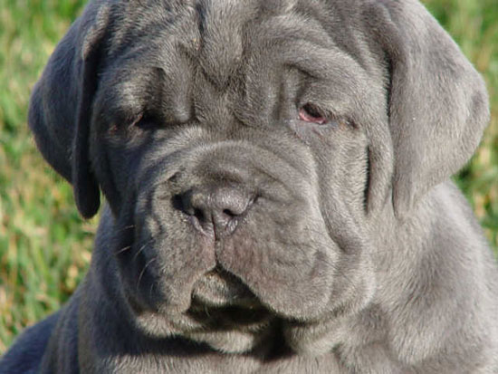 Chó khổng lồ Neapolitan Mastiff