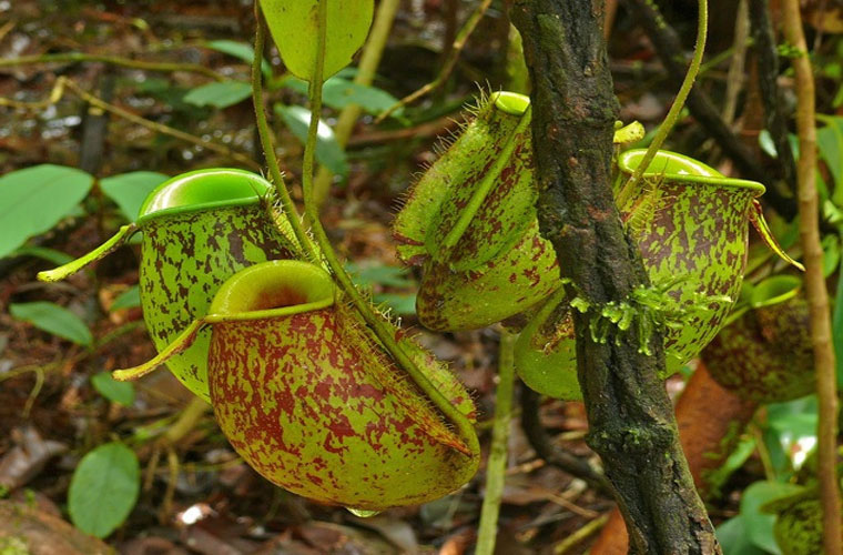 Những loài cây ăn thịt ẩn thân cực đỉnh