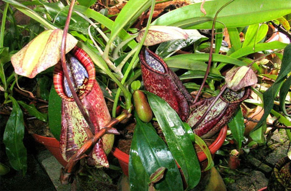 Những loài cây ăn thịt ẩn thân cực đỉnh