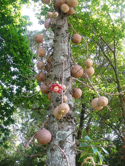 Những loài cây kỳ diệu biết "đẻ ra quả" ngay trên thân