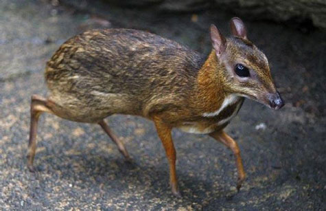 Nai chuột