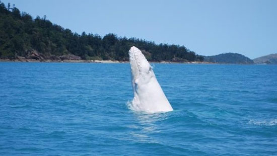 Con cá voi lưng gù trắng xuất hiện gần quần đảo Whitsunday của Australia hôm 24/9. Ảnh: AFP.