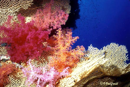 Một rạn san hô nhiều màu sắc trong biển Caribbean. 
