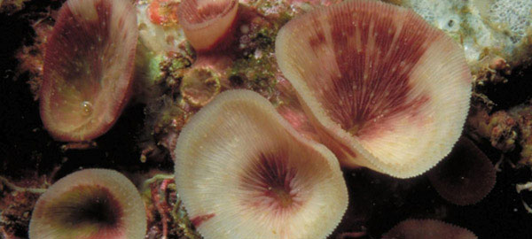 San hô Leptoseris troglodyta sinh trưởng mà không cộng sinh với tảo.