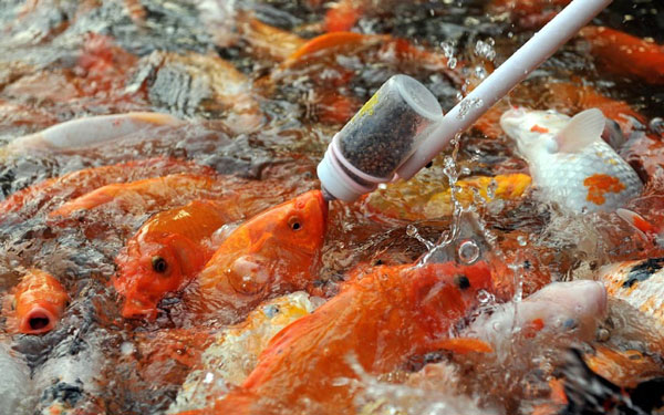 Tại Nanchang (Trung Quốc), những con cá chép Nhật đang được cho ăn bằng một chiếc bình giống như bình uống sữa của trẻ nhỏ.