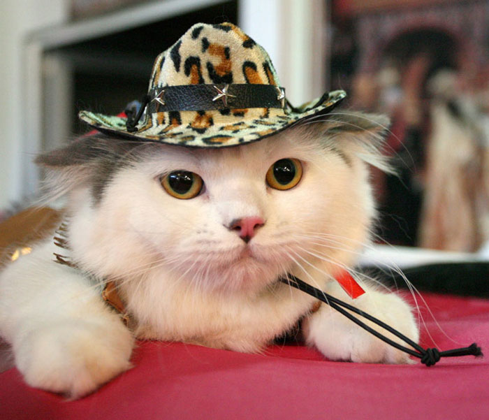 Một con mèo thuộc giống Scottish Fold (mèo tai cụp) sành điệu với chiếc mũ mang họa tiết da báo. Cuộc triển lãm mèo tại thành phố Bishkek, Kyrgyzstan đang diễn ra sôi nổi.