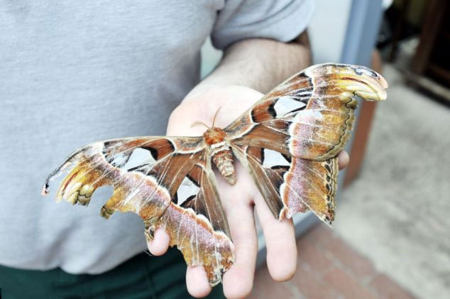 Con bướm Atlas đậu trên tay ông Mark Lightowler, giám đốc của Animal World.